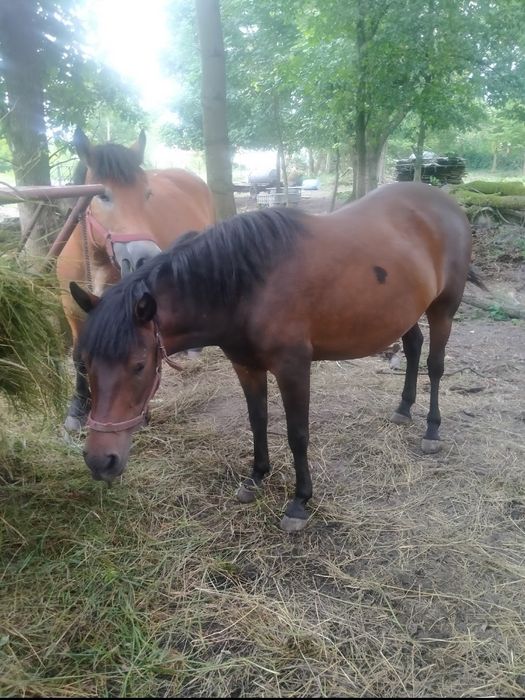 Klacz huculska źrebna