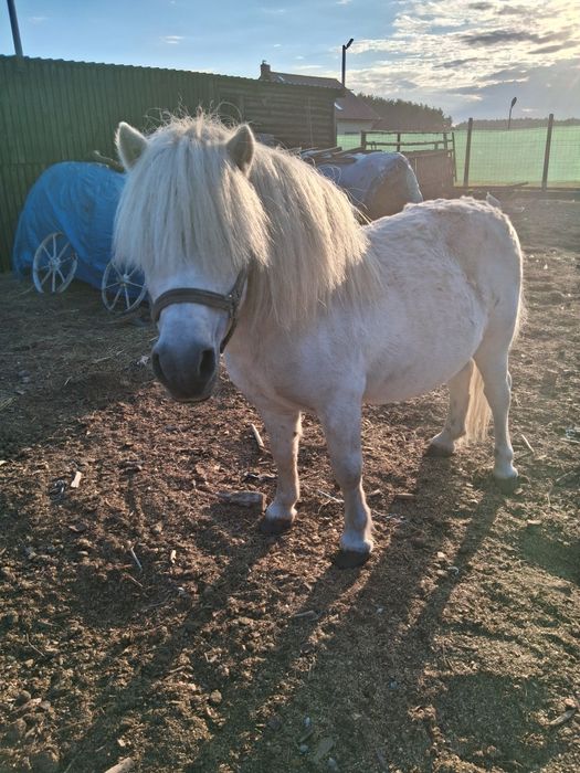 Kuc kucyk ogier ogierek koń wałach