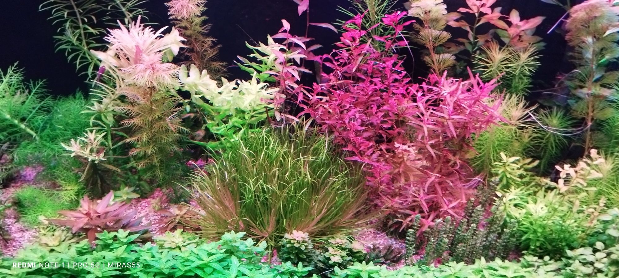 Ludwigia mini  super Red.