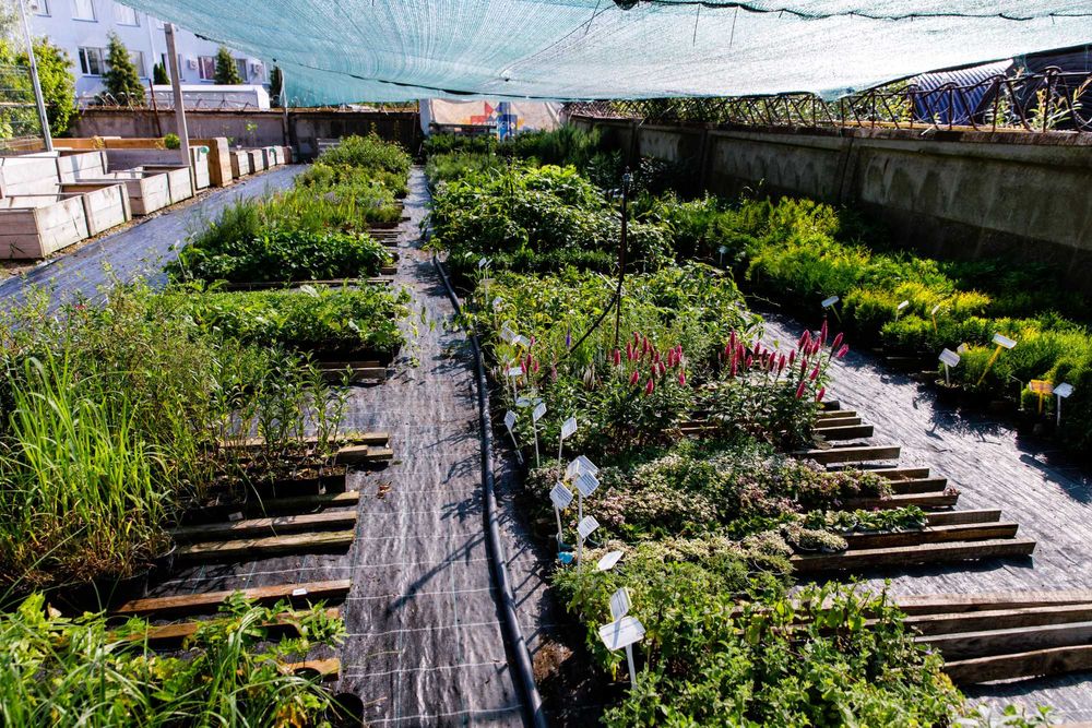 Саженцы брусники Коралл, Руно, саженцы клюквы Стивенс, Пилигрим