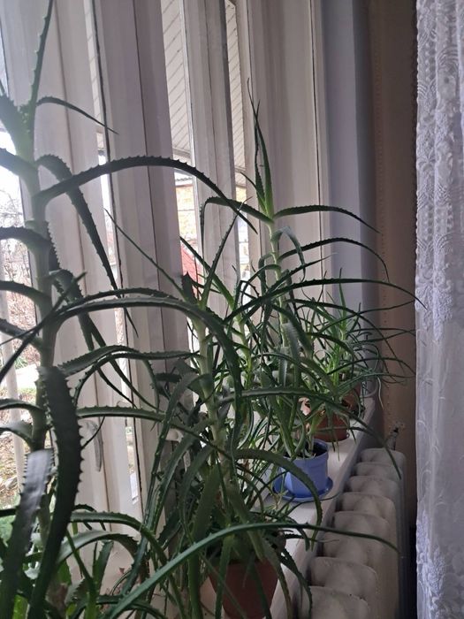 Продам Алоє