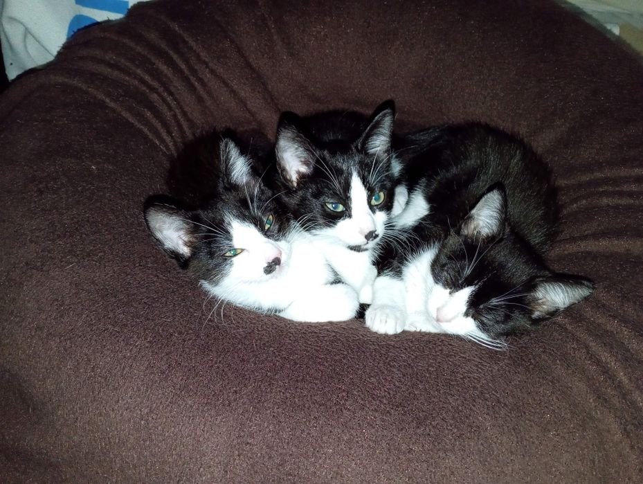 Gatinhas dóceis para adopção