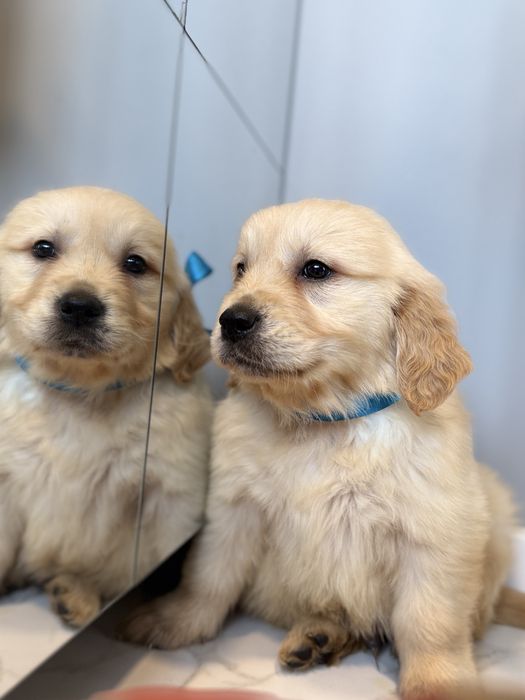 Golden Retriever szczeniak piesek biszkoptowa