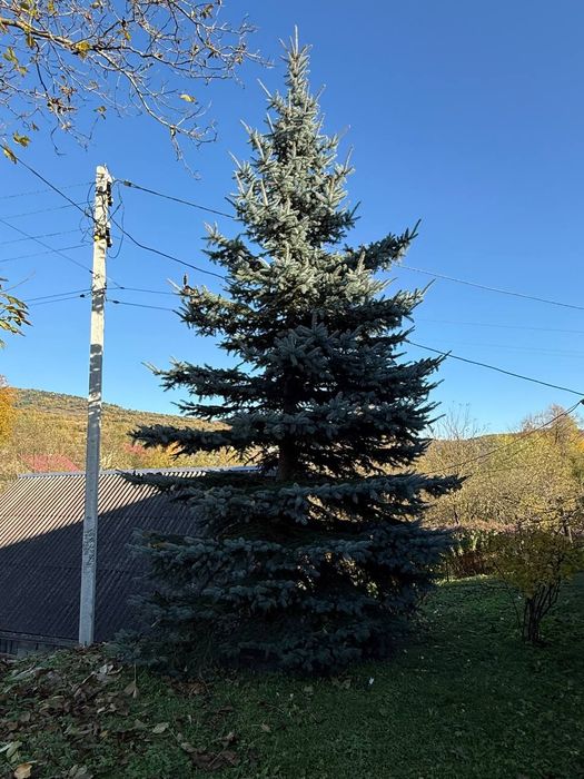 Сибірська Ялинка