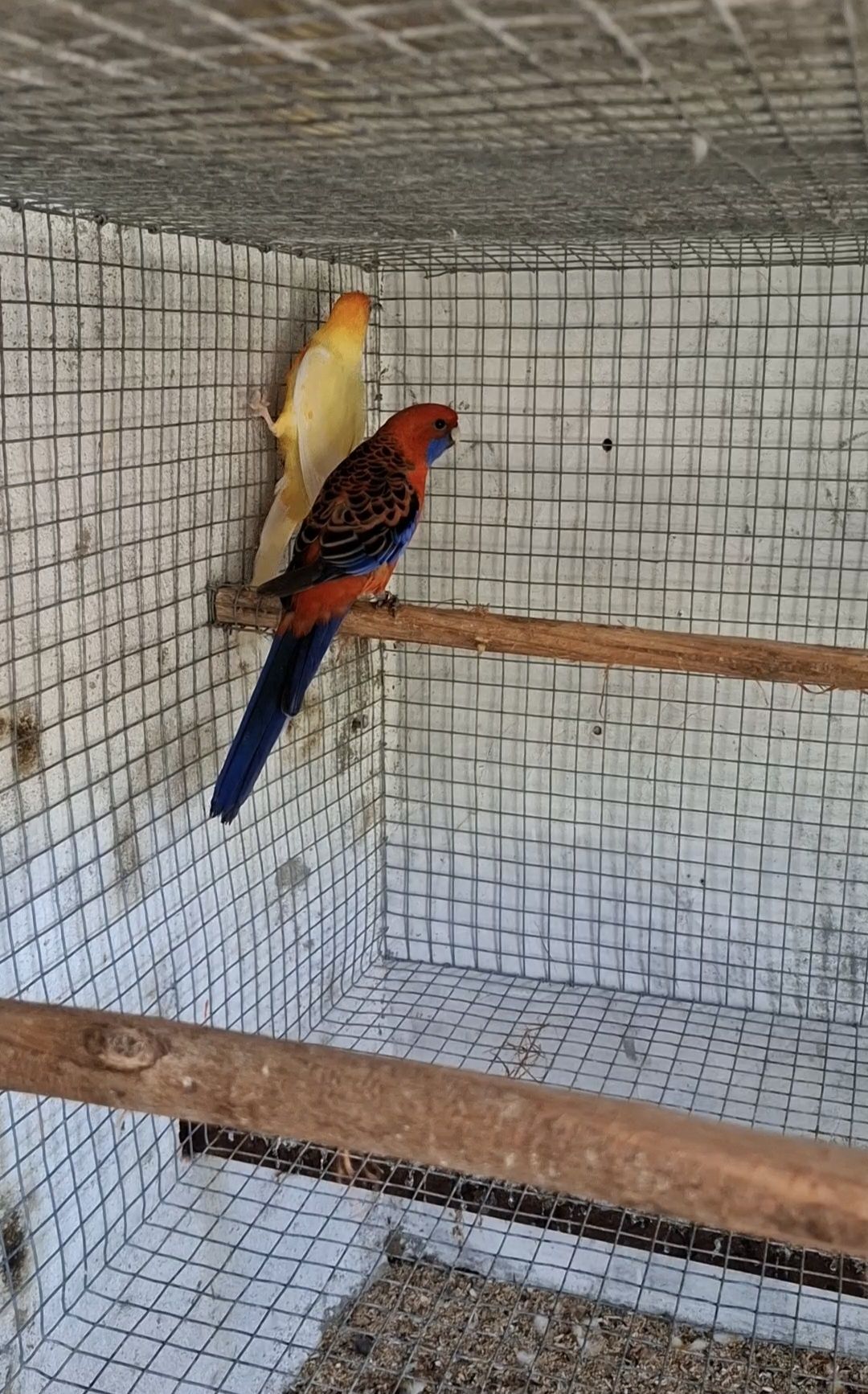 Casal roselas penantes adulto