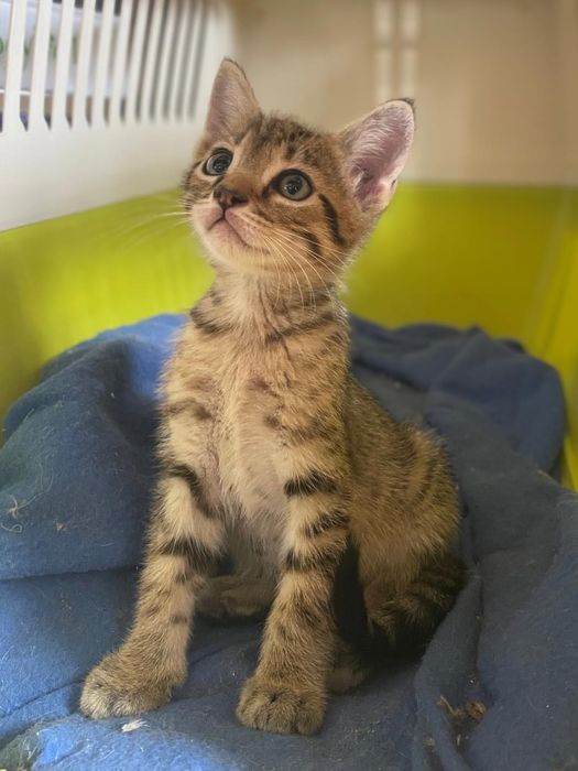 Gatinhos procuram família para a vida