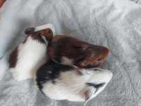Świnki morskie Cavia