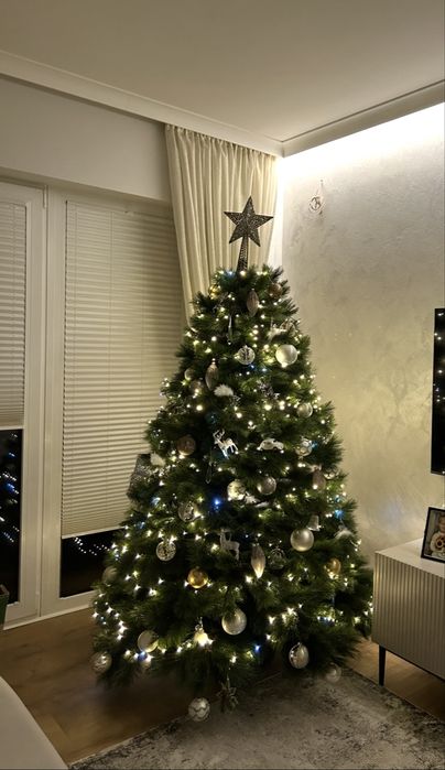 choinka jodła kaukaska