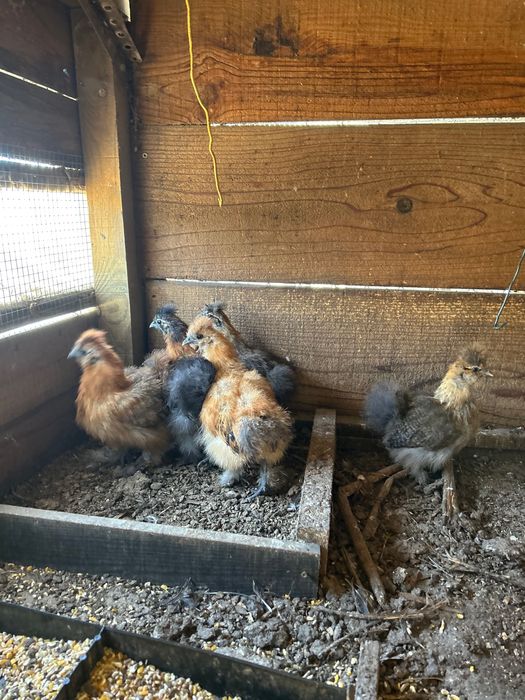 Vendo de sedodas do Japão.