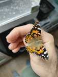 Poczwarki Vanessa cardui, Rusałka osetnik, motyl