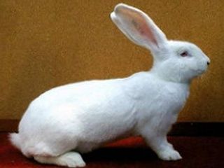 Кролики Термонцы (Термонская Белая )