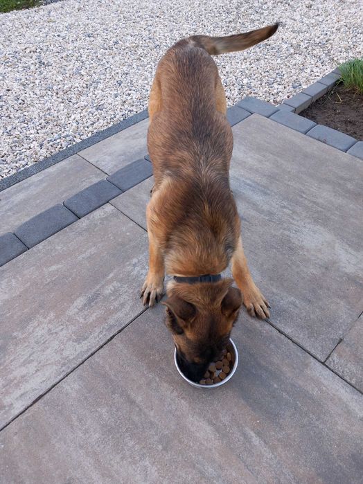 Owczarek Belgijski Malinois – ROXA