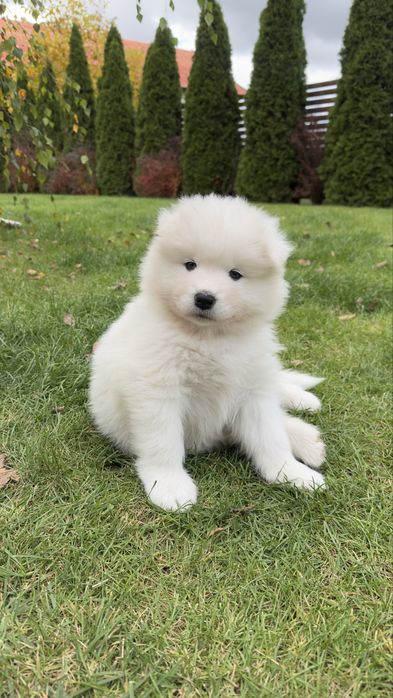 Aurora suczka - szczeniak Samoyed - gotowa do odbioru 4.11