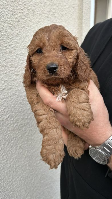 Собаки Кокапу шукають люблячу сімʼю , потішні, веселі, грайливі та ніж