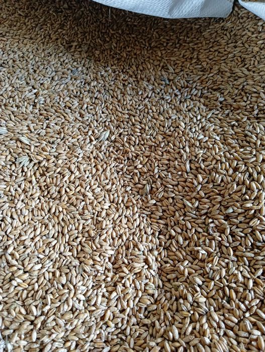 Pszenżyto ozime Tadeus