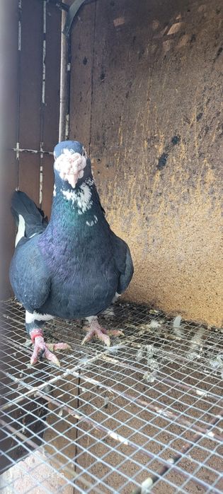 Gołębie staropolskie