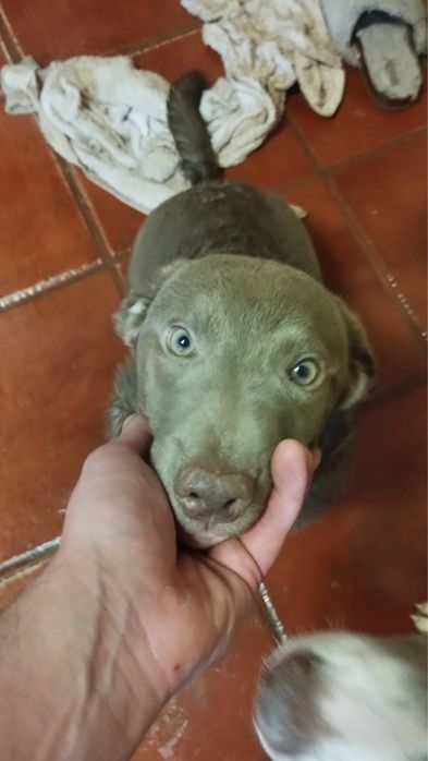 Dois pequeninos para adoção
