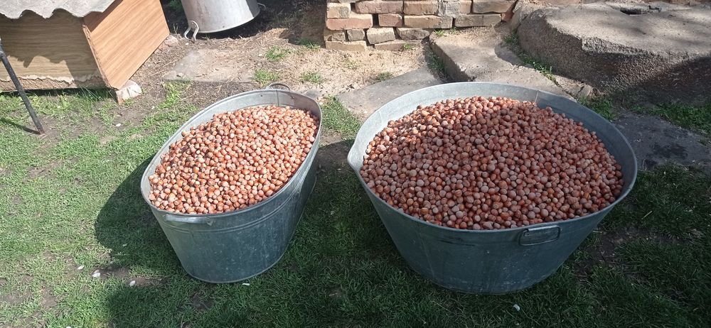 Продам Фундук без пелюстки