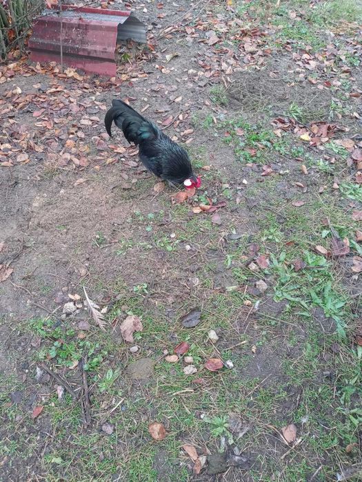 Bantamka kogut tegoroczny czarny