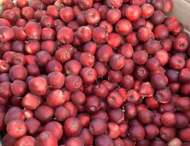 Jabłka z własnego sadu różne odmiany słodkie