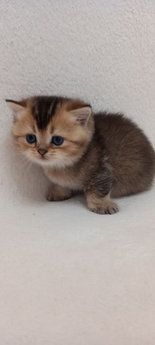 Шотландские котята .Золотая тикированная шиншилла ny 25..