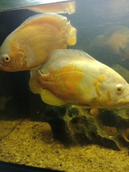 Pielęgnice pawiookie dobrana para.