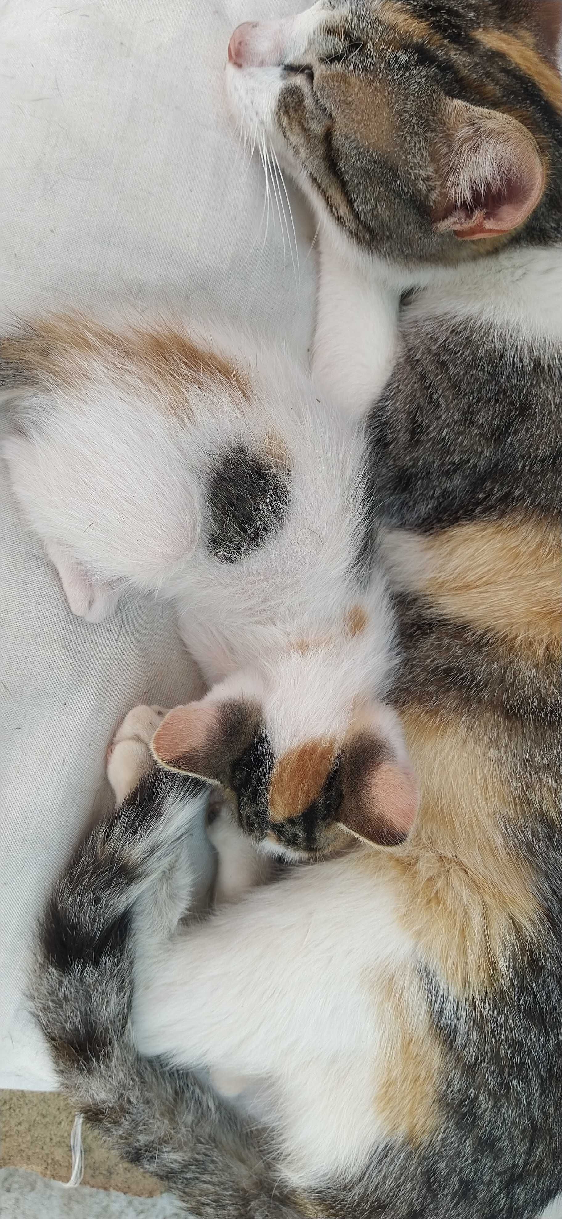 Gatinhas e Gatinhos para adoção. Procuram alguém que os estime.