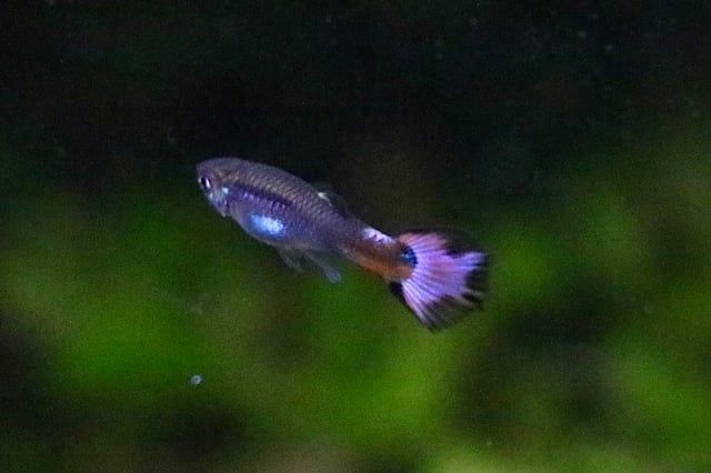 Peixes Guppy Endler