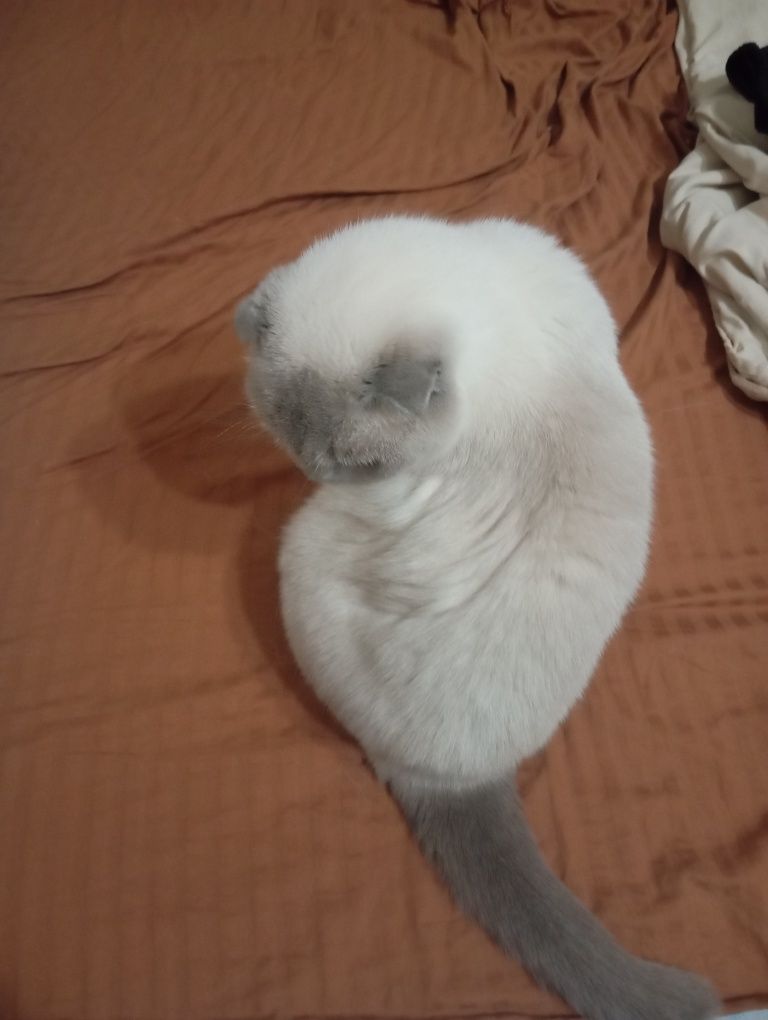 Отдам в хорошие руки кота