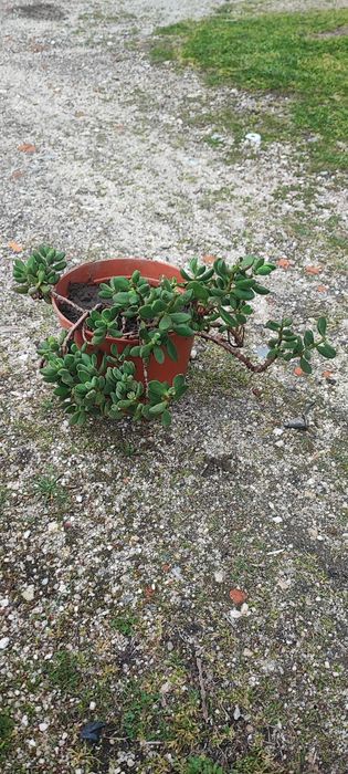 Planta suculenta