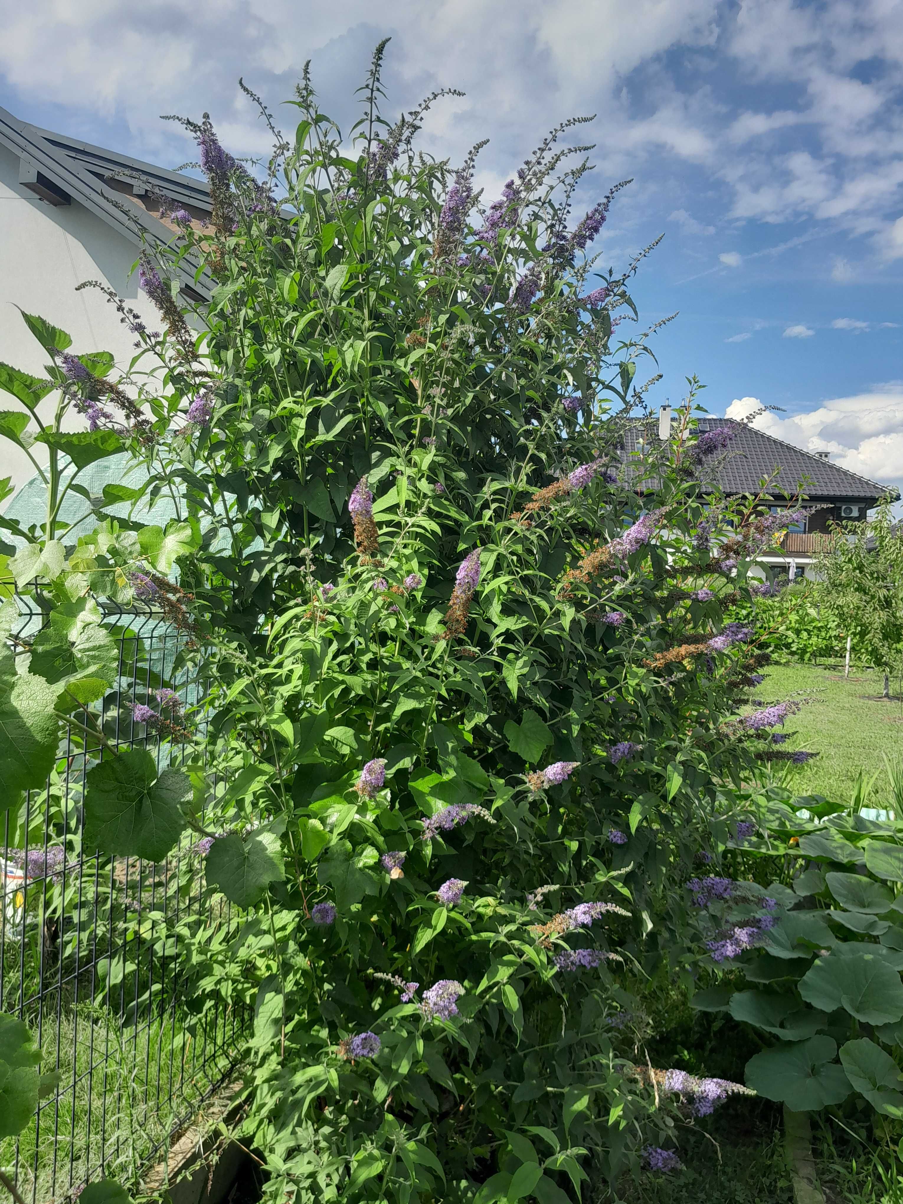 Buddleja davidii (Budleja Davida)