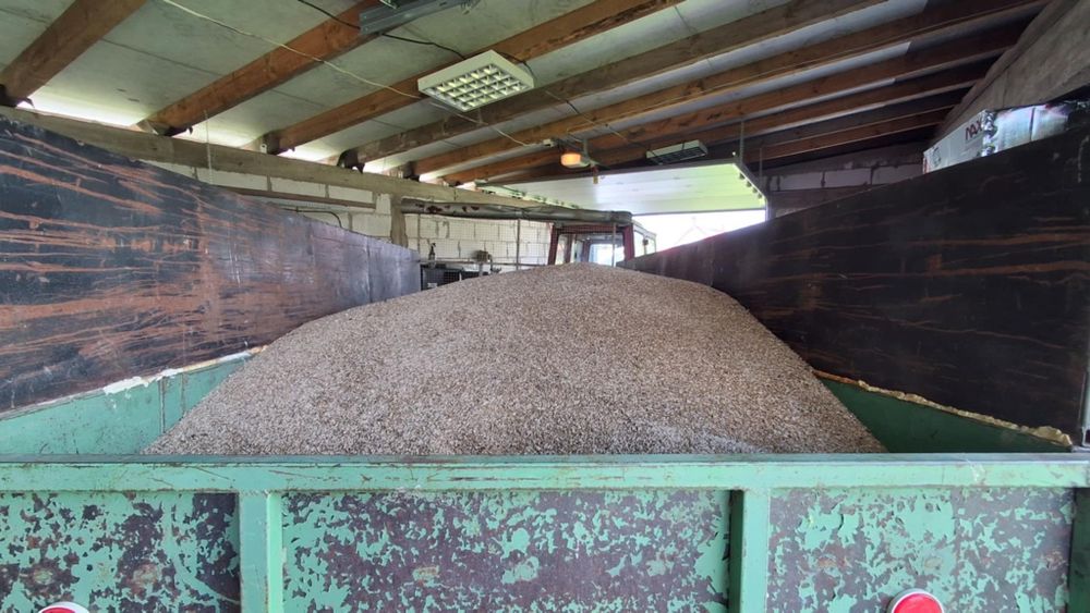 Żyto hybrydowe Serafino