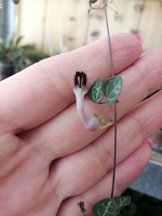 Церопегія Вуду варієгатна