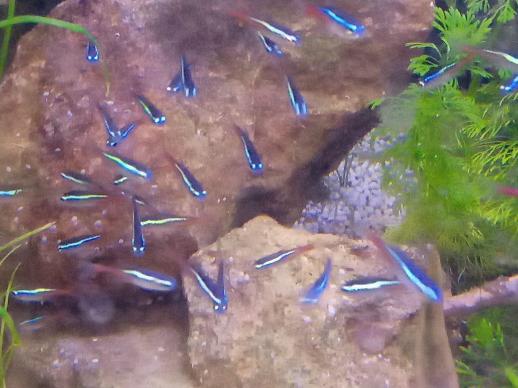 néon azul pequeno