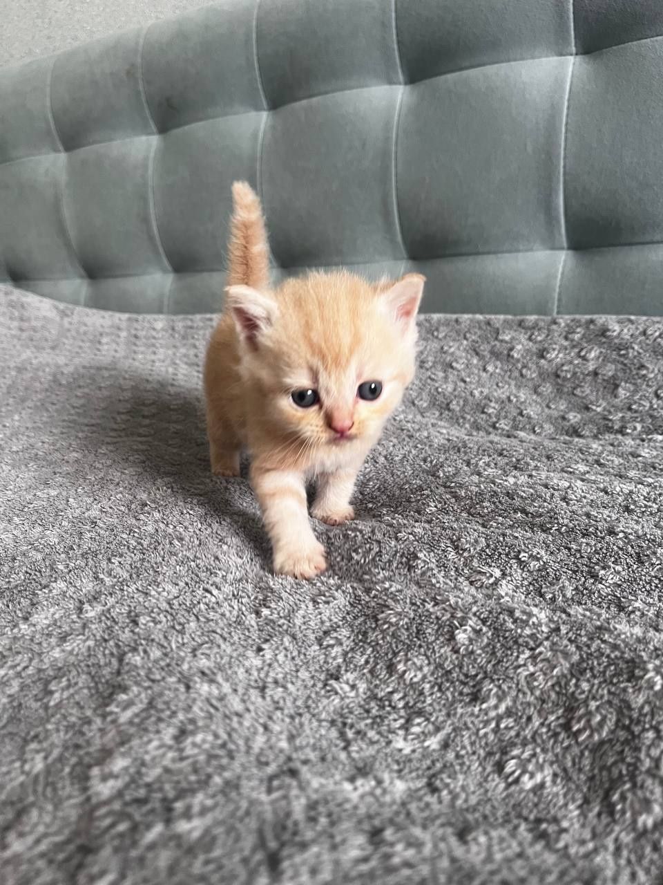 Шотландські висловухі кошенята