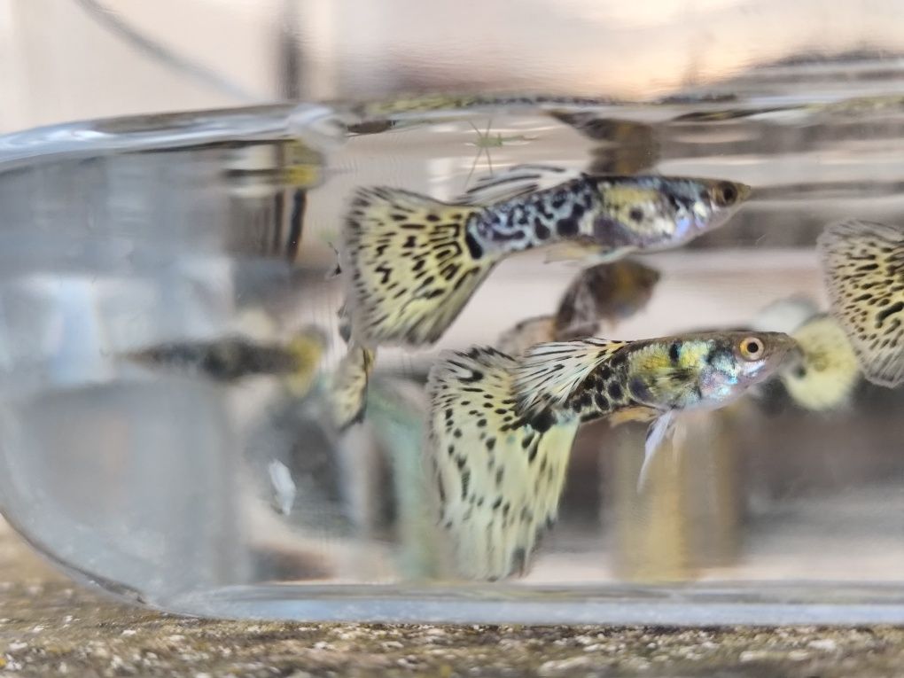 Guppys Leopardo amarelo