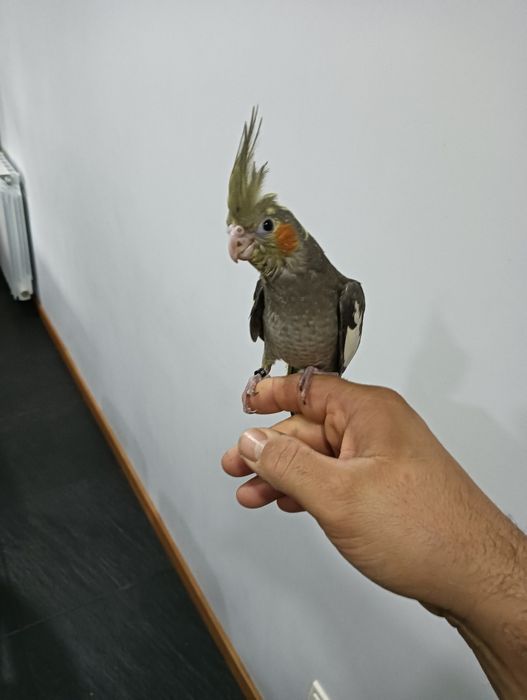 Caturra criada a mão