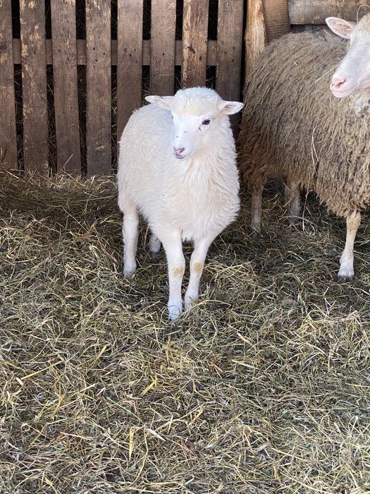 Продаж вівців живою вагою