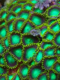 Zoa Zoanthus Zoanthid Radioactive Dragon Eye