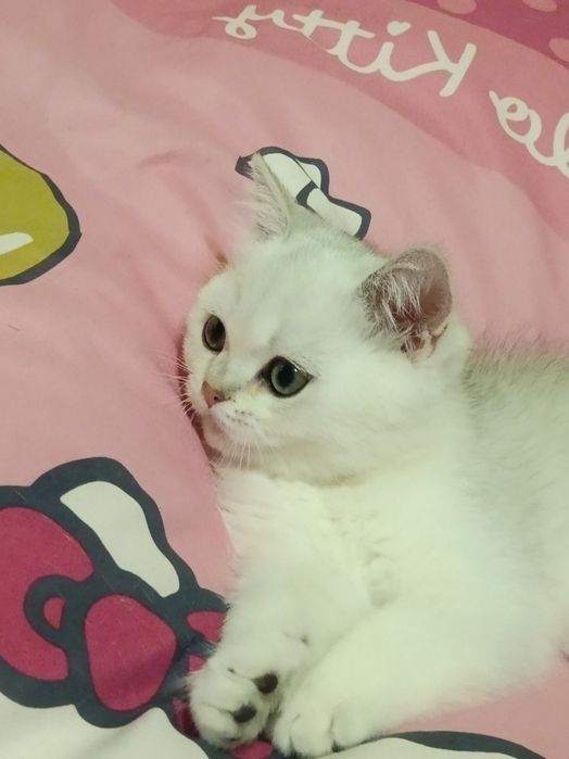 Мультяшний котик вільний