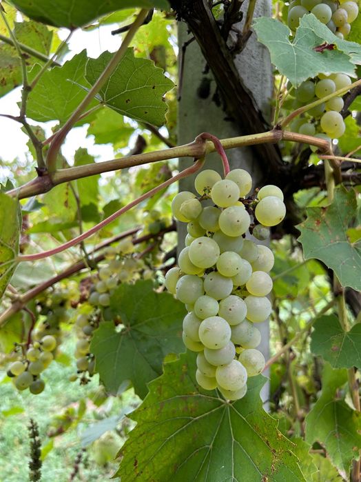 Sprzedam winogrona jasne i ciemne