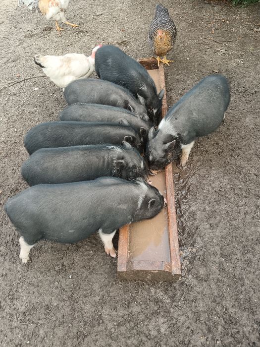 Leitões vietnamitas