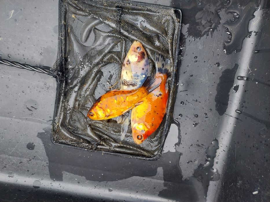 Narybek kroczek karp