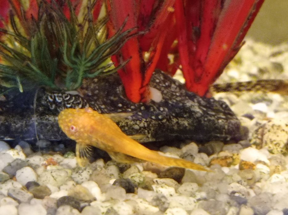 Zbrojniki glonojady albinosy