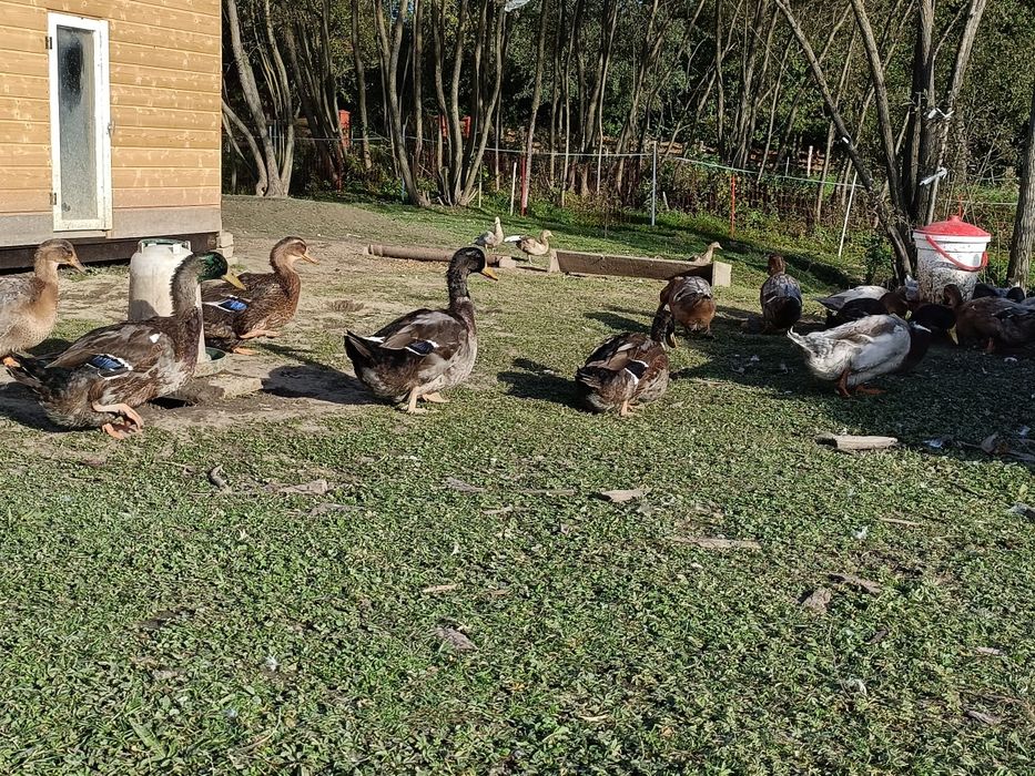 Kaczki kaczory ruanskie