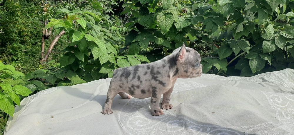 Хлопчик та дівчина блакитна мерле.