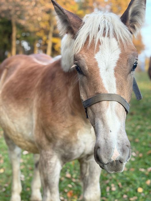 Źrebica zimnokrwista