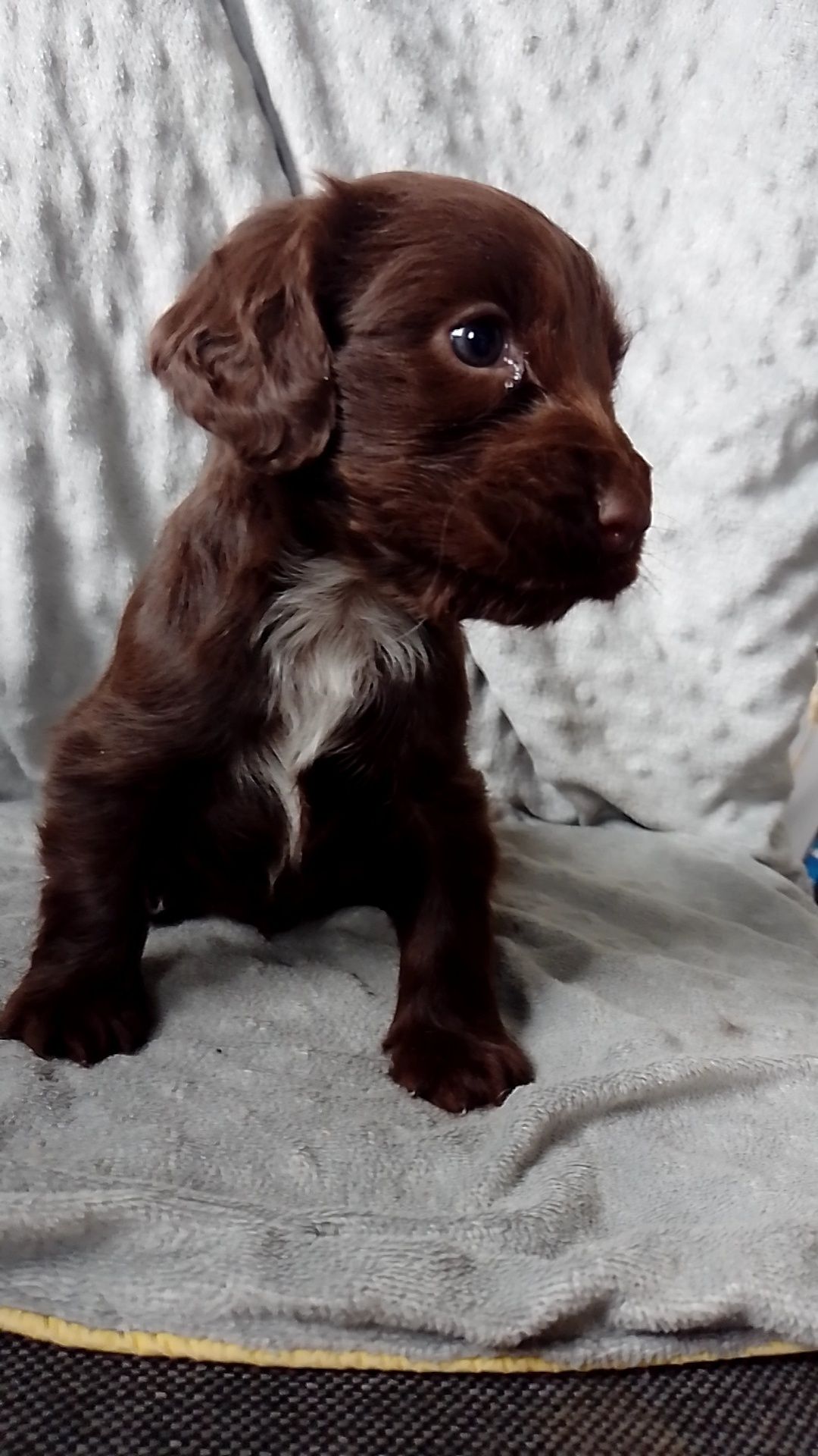 Cocker Spaniel Angielski czekoladowa suczka