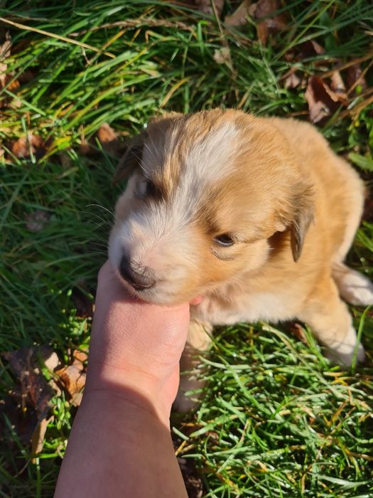 Szczeniaczki do oddania