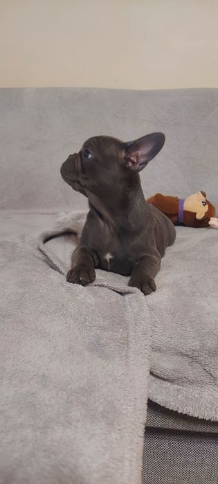 Buldog Francuski suczka maści blue-niebieskie  Elza